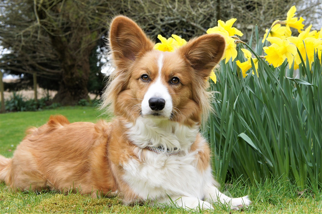 Understanding the Friendly Nature of the Cardigan Welsh Corgi